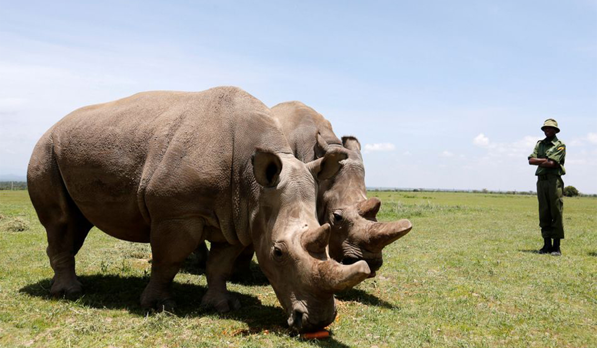 One of world's last two northern white rhinos dropped from race to save the species